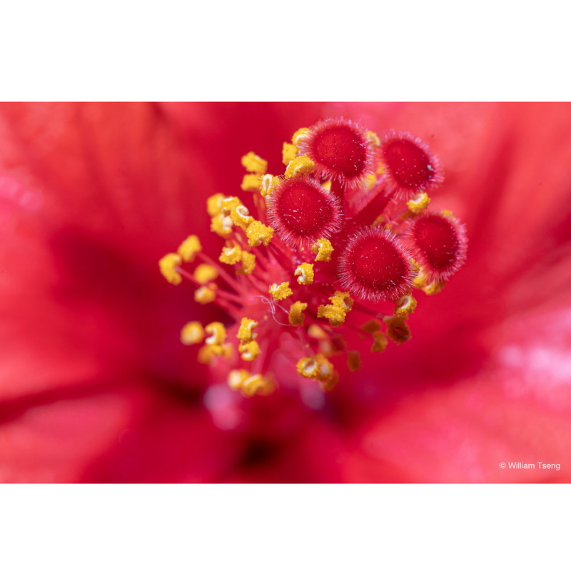 Laowa 65mm f/2,8 2x Ultra-Macro APO für Nikon Z 6940486700886