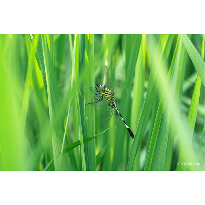 Laowa 65mm f/2,8 2x Ultra-Macro APO für Nikon Z 6940486700886