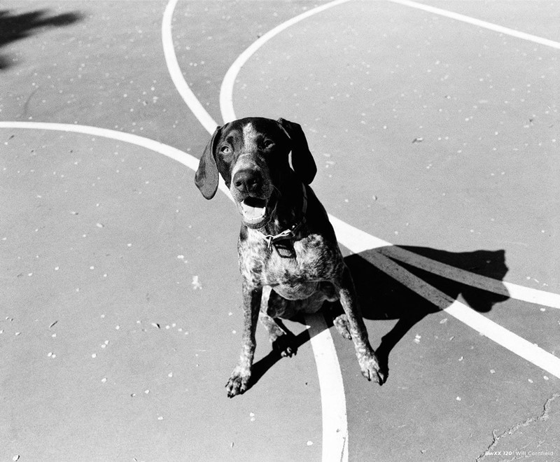 CineStill BW XX 120 , ISO 250 4260243554289