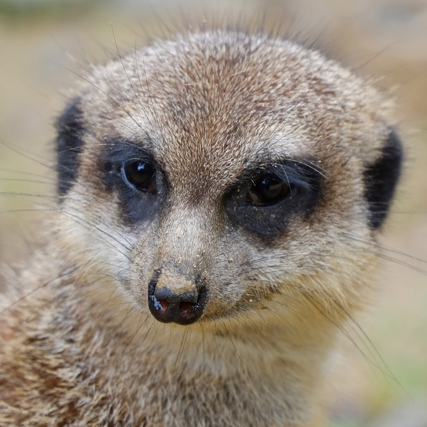 2027.01.18 Fotokurs Tierfotografie im Kölner Zoo